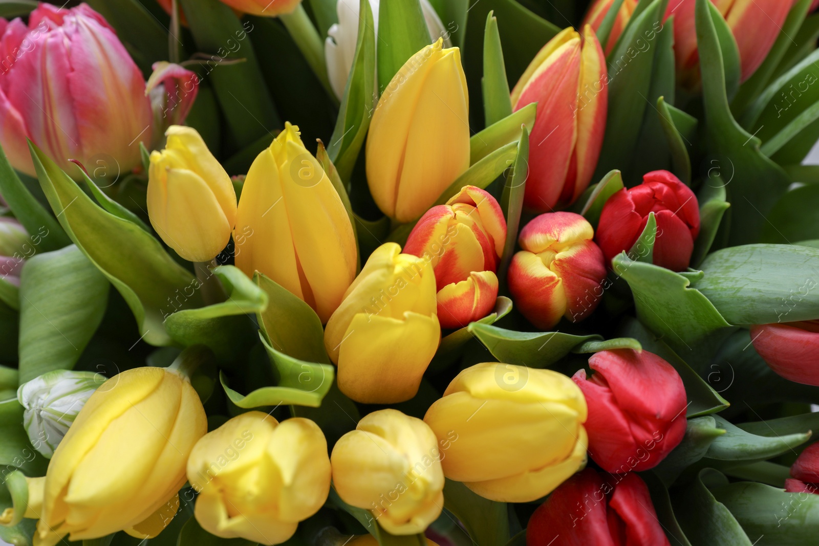 Photo of Beautiful colorful tulip flowers as background, closeup