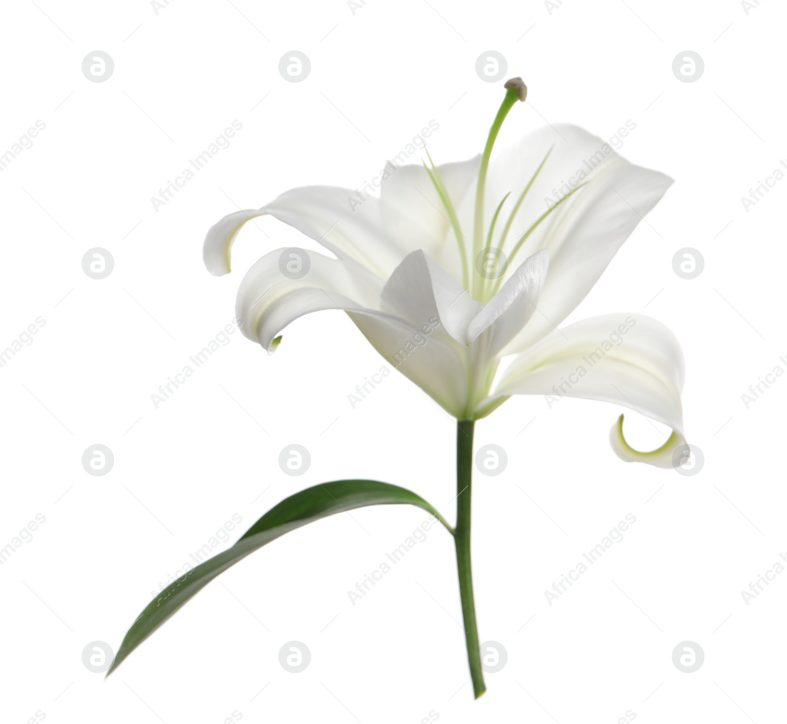 Photo of Beautiful fresh lily flower isolated on white