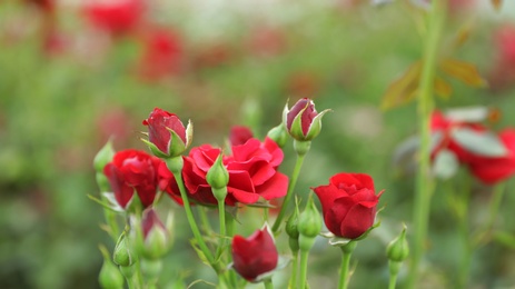 Photo of Beautiful fresh rose flowers in summer garden