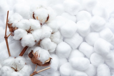 Photo of Branch with flowers on clean cotton balls, top view. Space for text