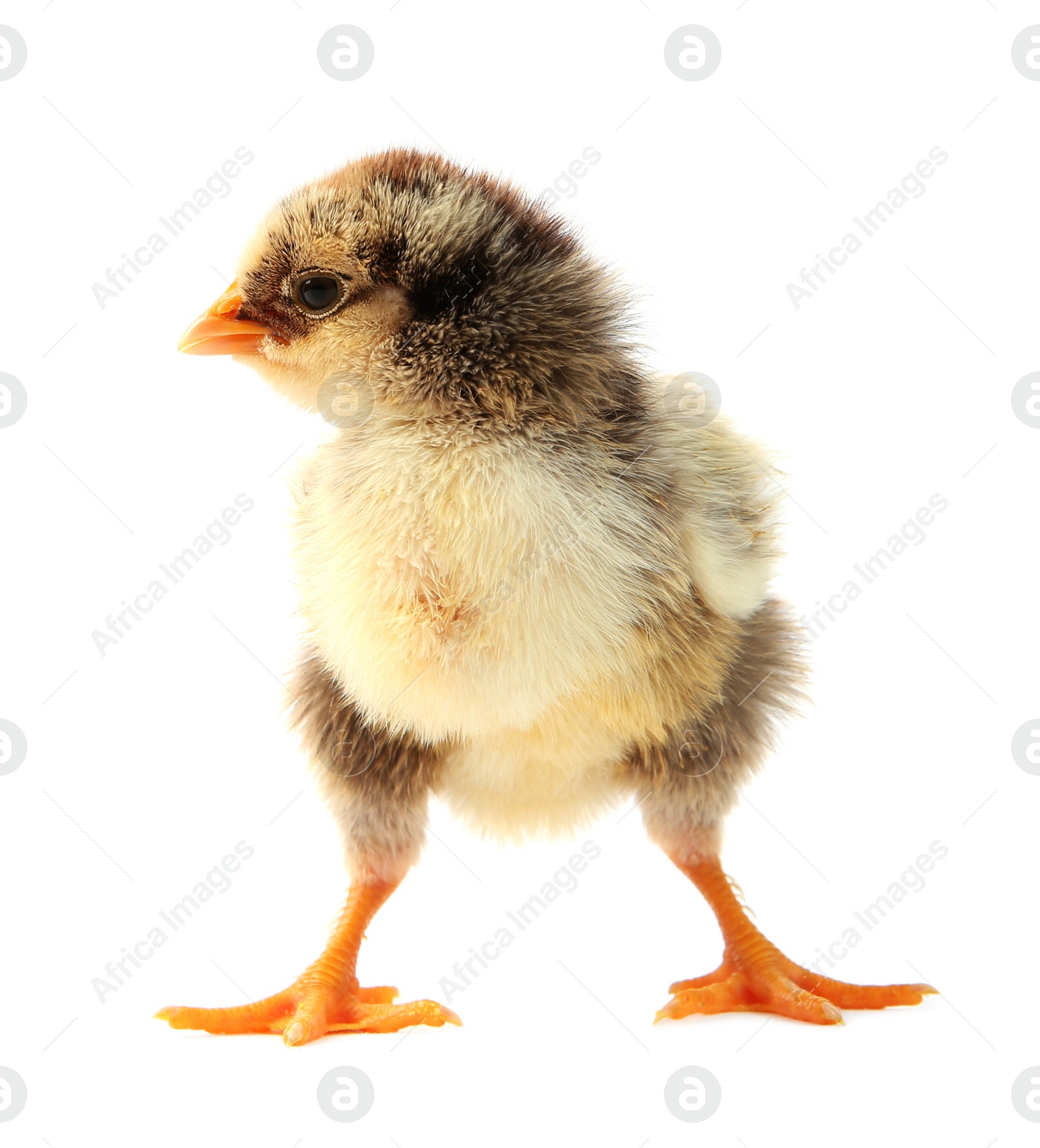 Photo of One cute chick isolated on white. Baby animal