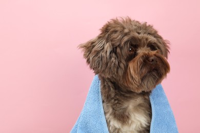Photo of Cute Maltipoo dog with towel on pink background, space for text. Lovely pet