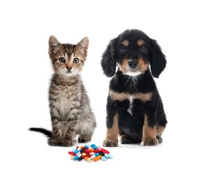 Image of Vitamins for pets. Cute dog with cat and different pills on white background