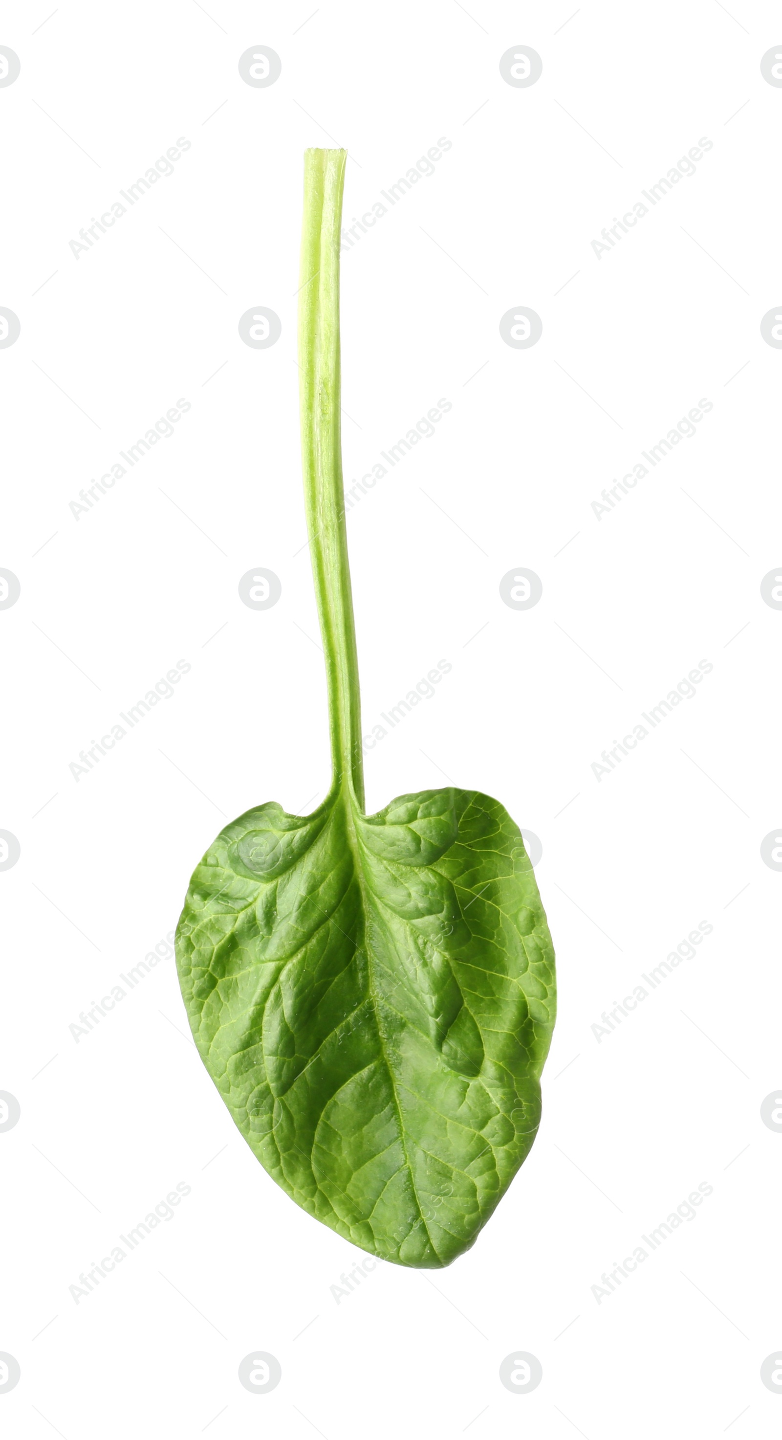 Photo of Fresh leaf of spinach isolated on white