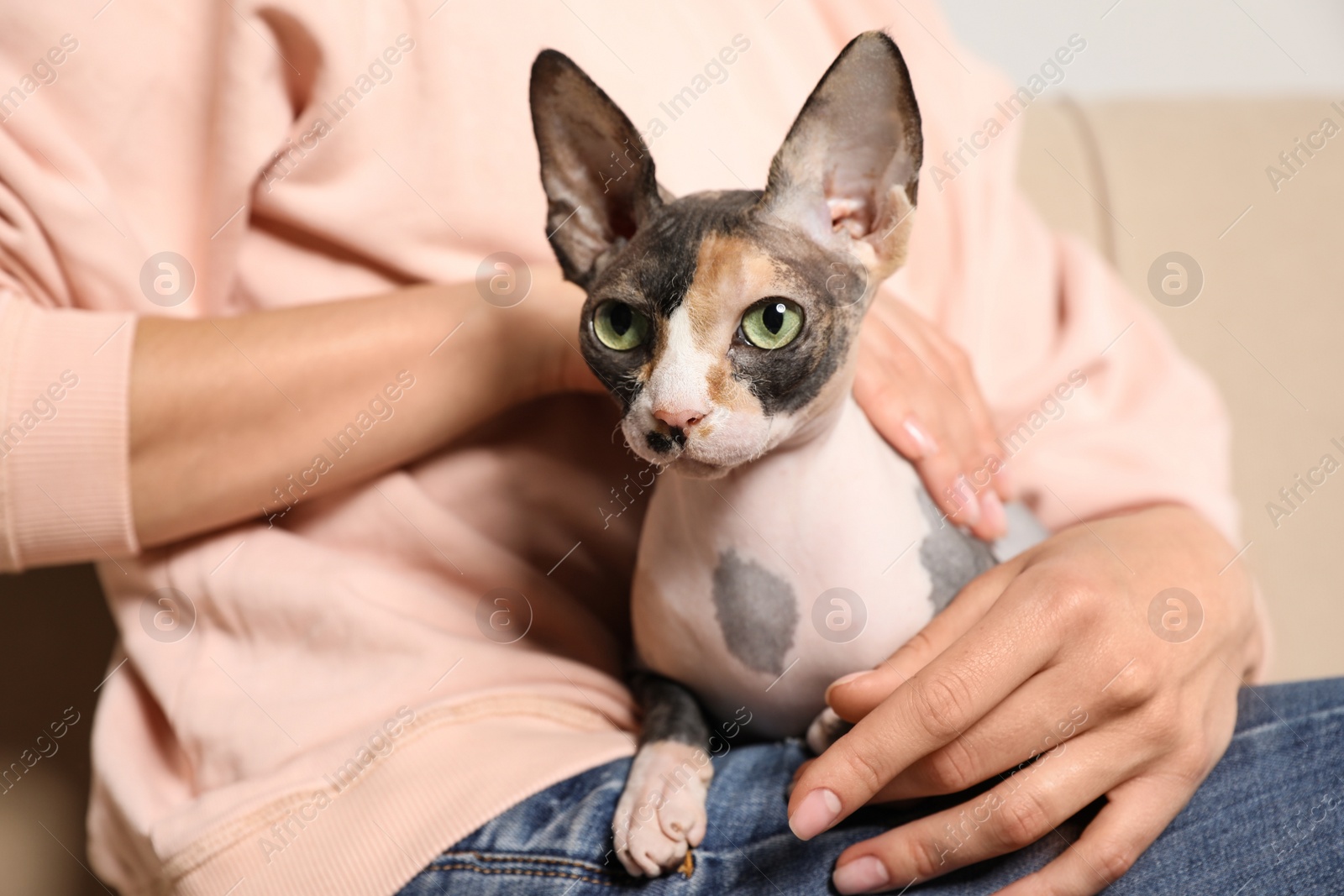 Photo of Cute sphynx cat with owner indoors, closeup. Friendly pet