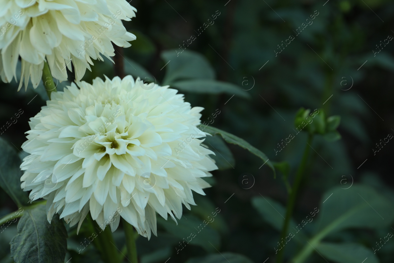 Photo of Beautiful blooming white dahlia flowers in green garden