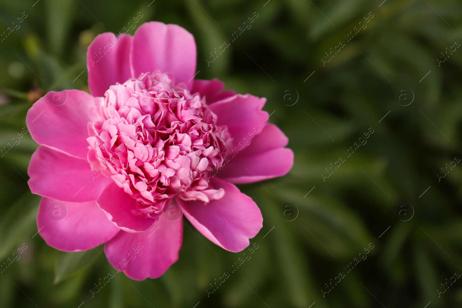 Photo of Beautiful blooming pink peony outdoors, closeup. Space for text