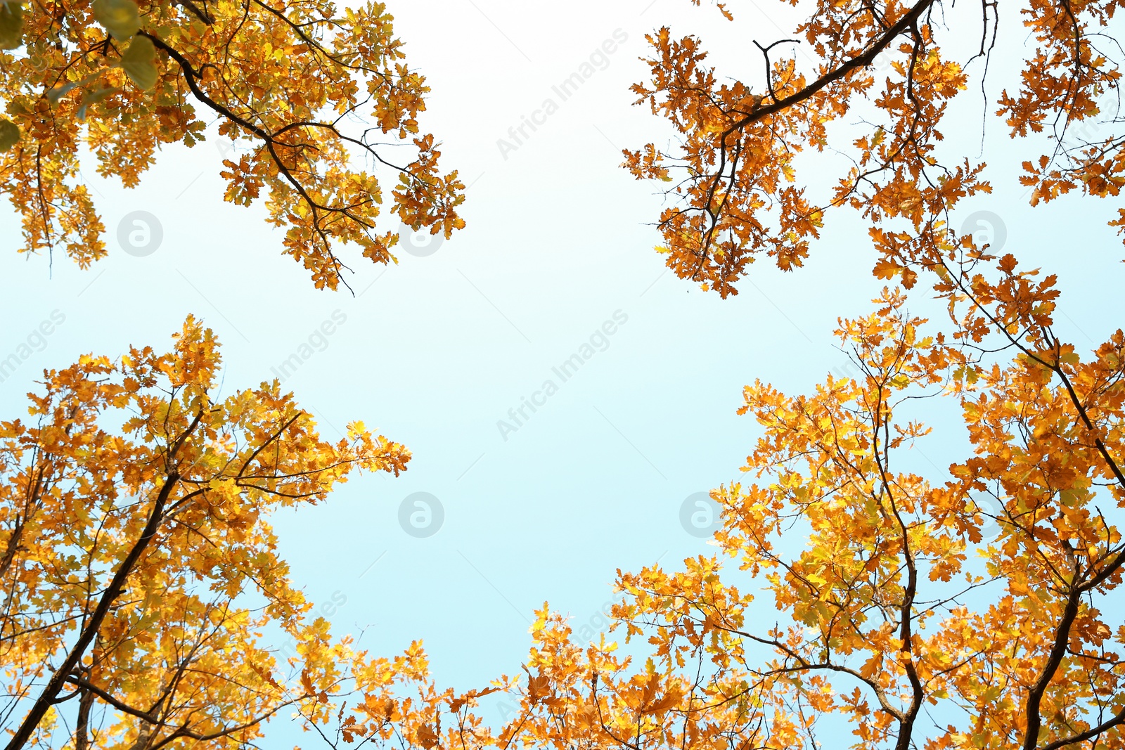 Photo of Tree branches with autumn leaves against sky. Space for text