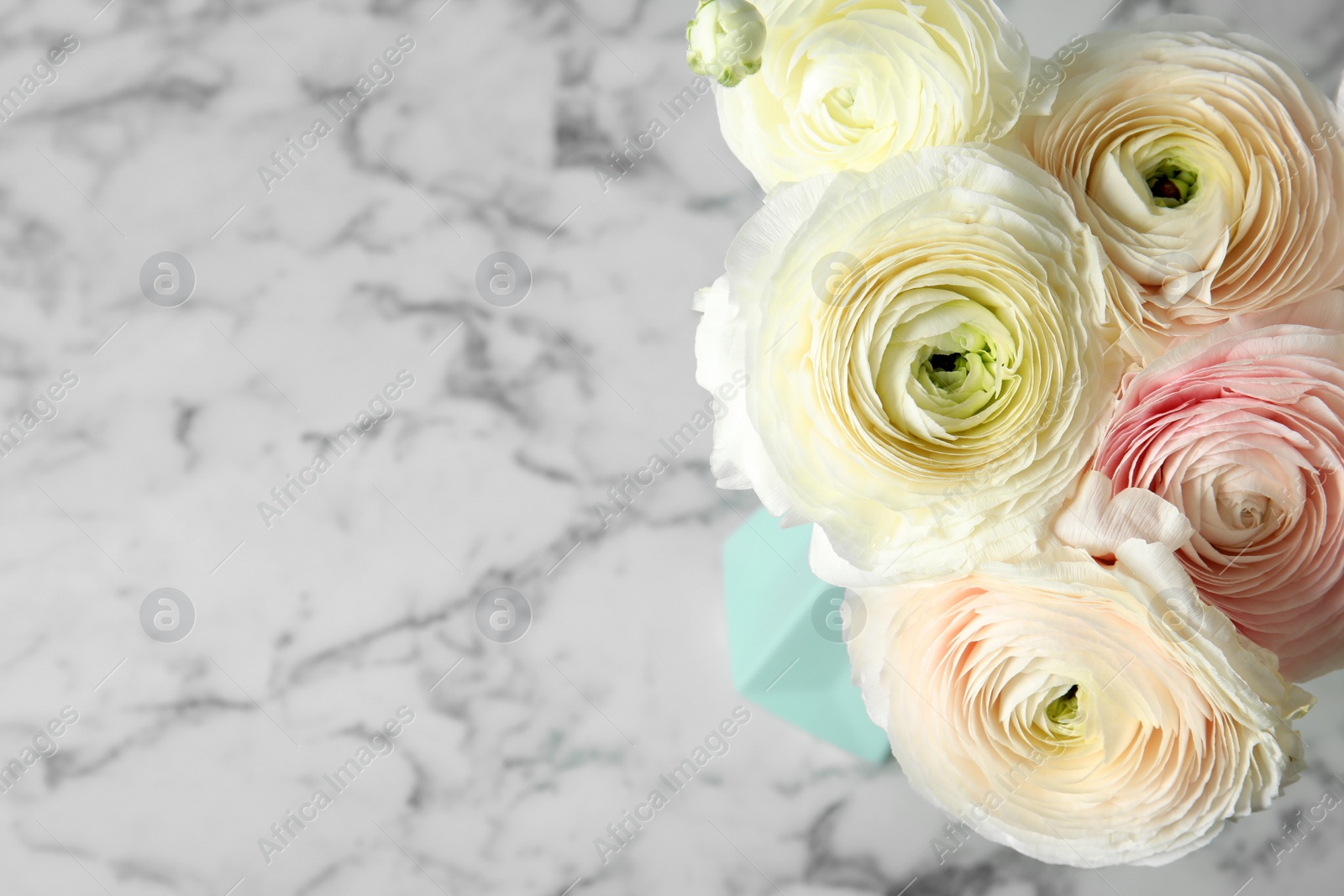 Photo of Beautiful ranunculus flowers in vase on marble table. Space for text