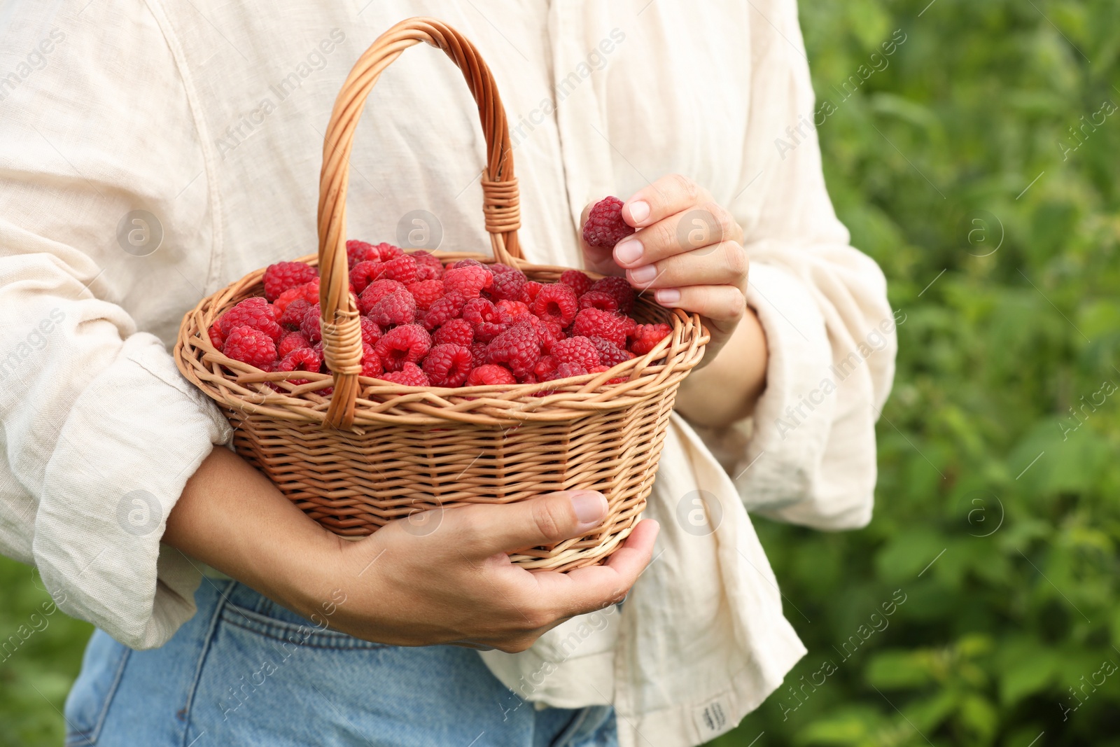 Photo of Woman holding wicker basket with ripe raspberries outdoors, closeup