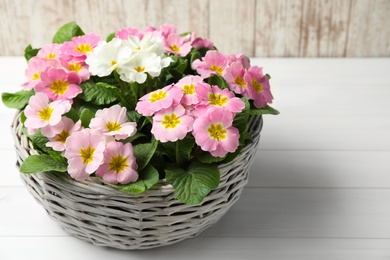 Photo of Beautiful primula (primrose) flowers in wicker basket on white wooden table. Spring blossom
