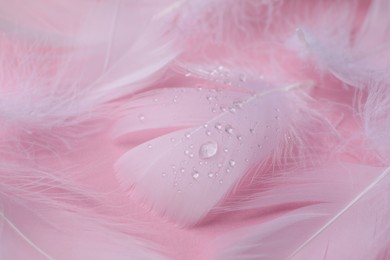 Photo of Fluffy white feathers with water drops on pink background, closeup