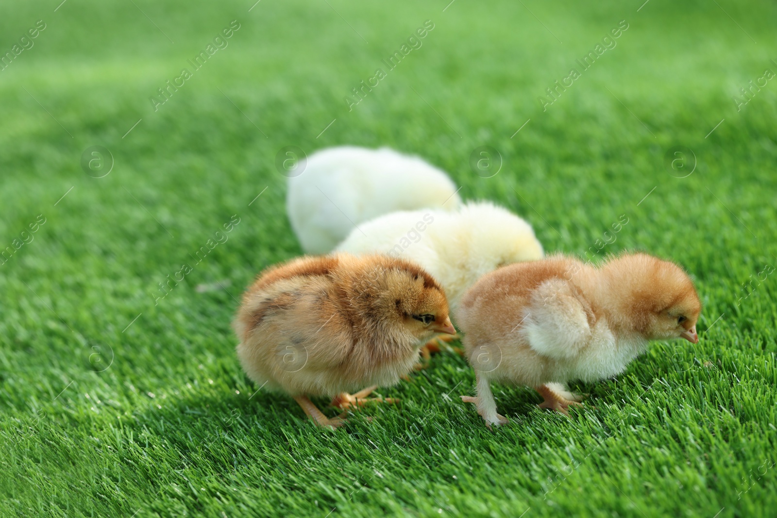 Photo of Many cute chicks on green artificial grass outdoors, closeup. Baby animals