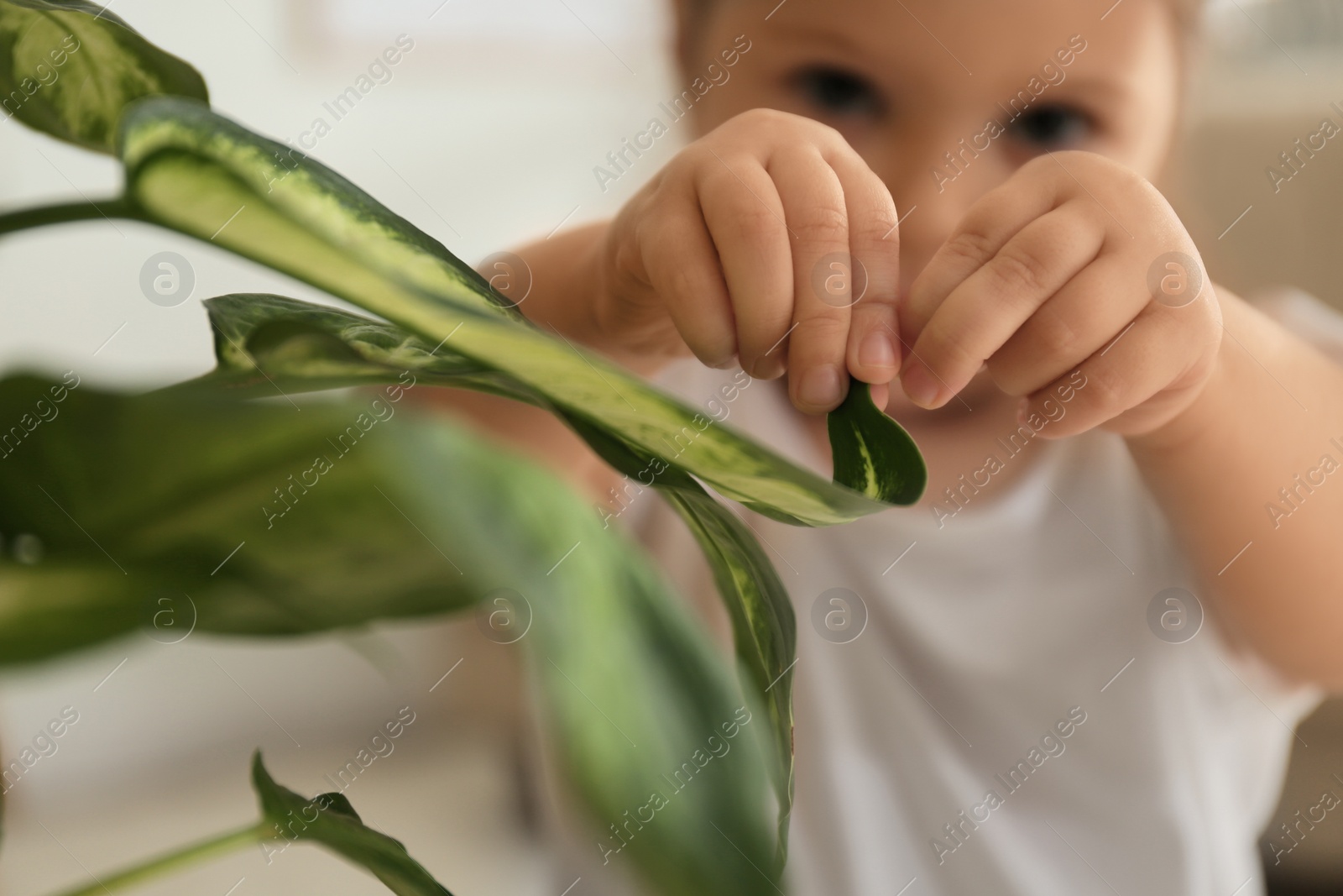 Photo of Little girl playing with houseplant at home, closeup