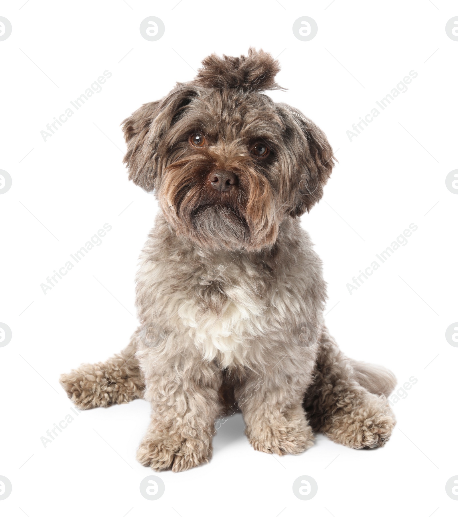 Photo of Cute Maltipoo dog on white background. Lovely pet