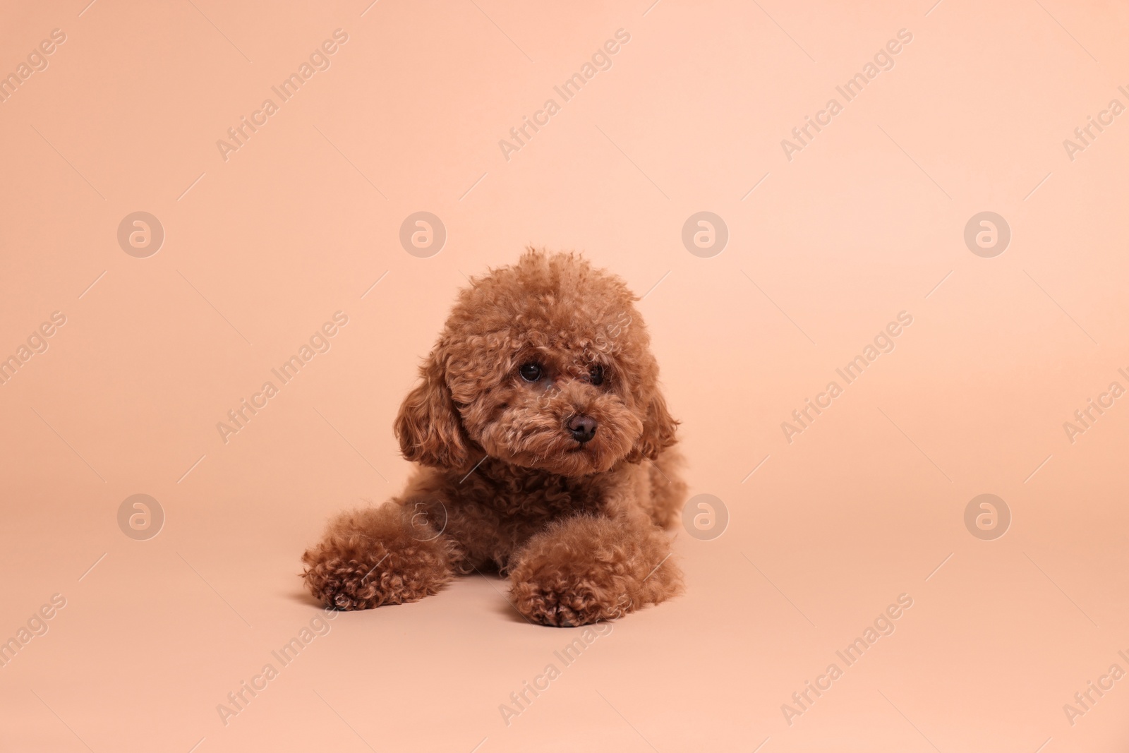 Photo of Cute Maltipoo dog on beige background. Lovely pet