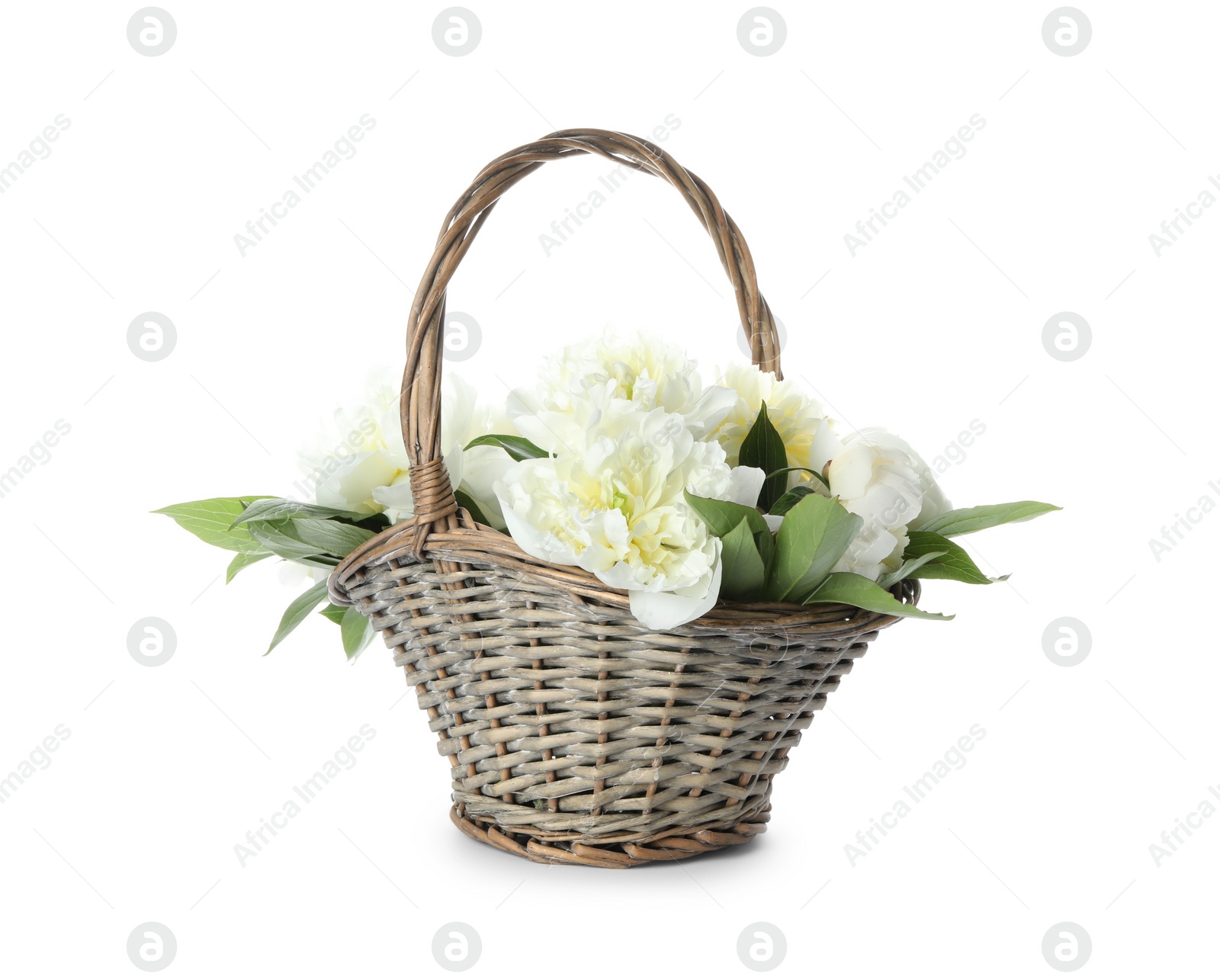 Photo of Bouquet of beautiful peonies in wicker basket isolated on white