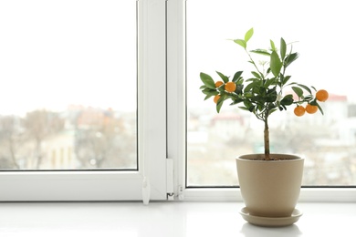 Photo of Potted citrus tree on windowsill indoors. Space for text