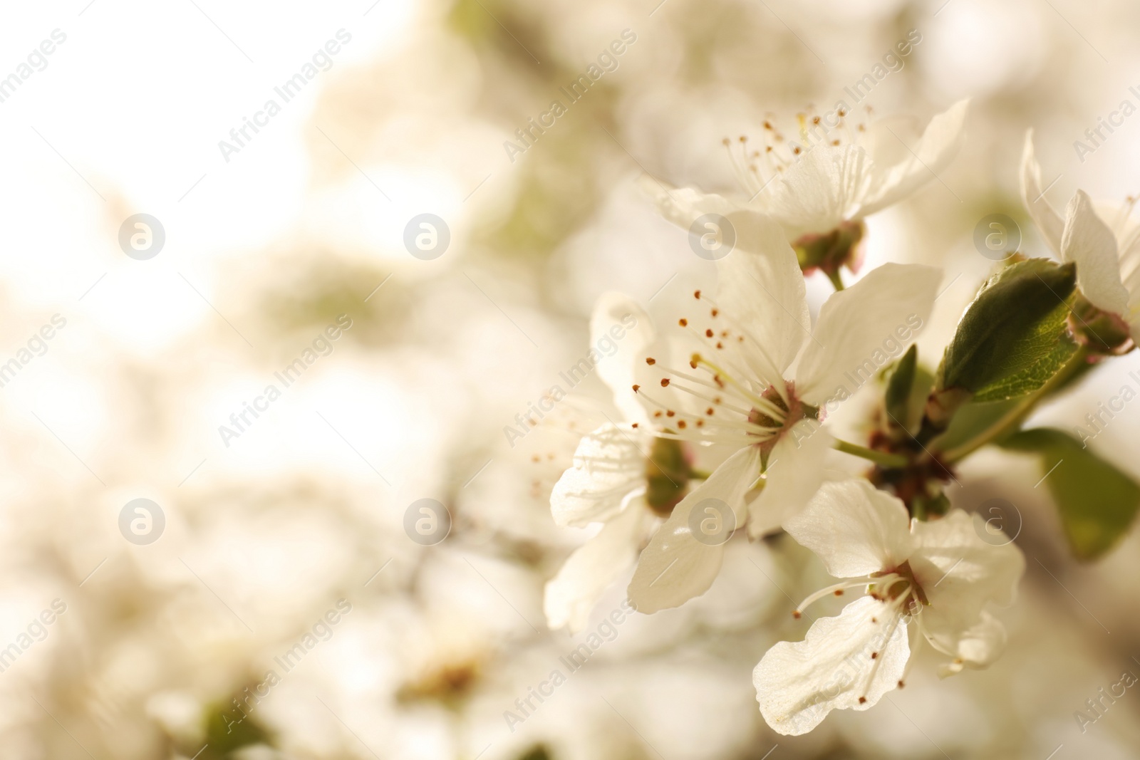 Photo of Closeup view of blossoming tree outdoors on spring day