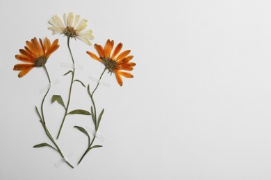 Wild pressed dried chrysanthemum flowers on white background, space for text. Beautiful herbarium