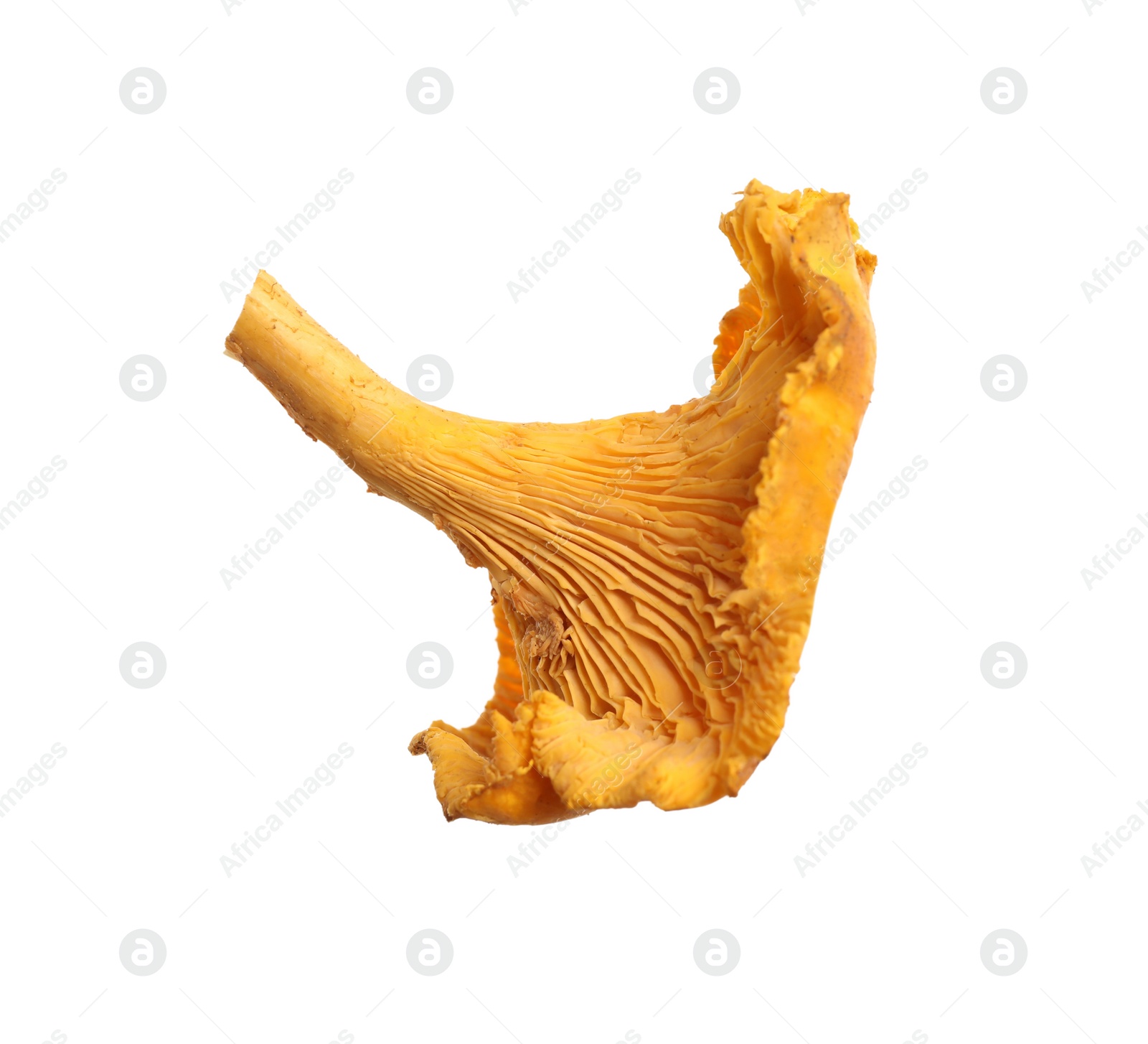 Photo of Fresh wild chanterelle mushroom isolated on white