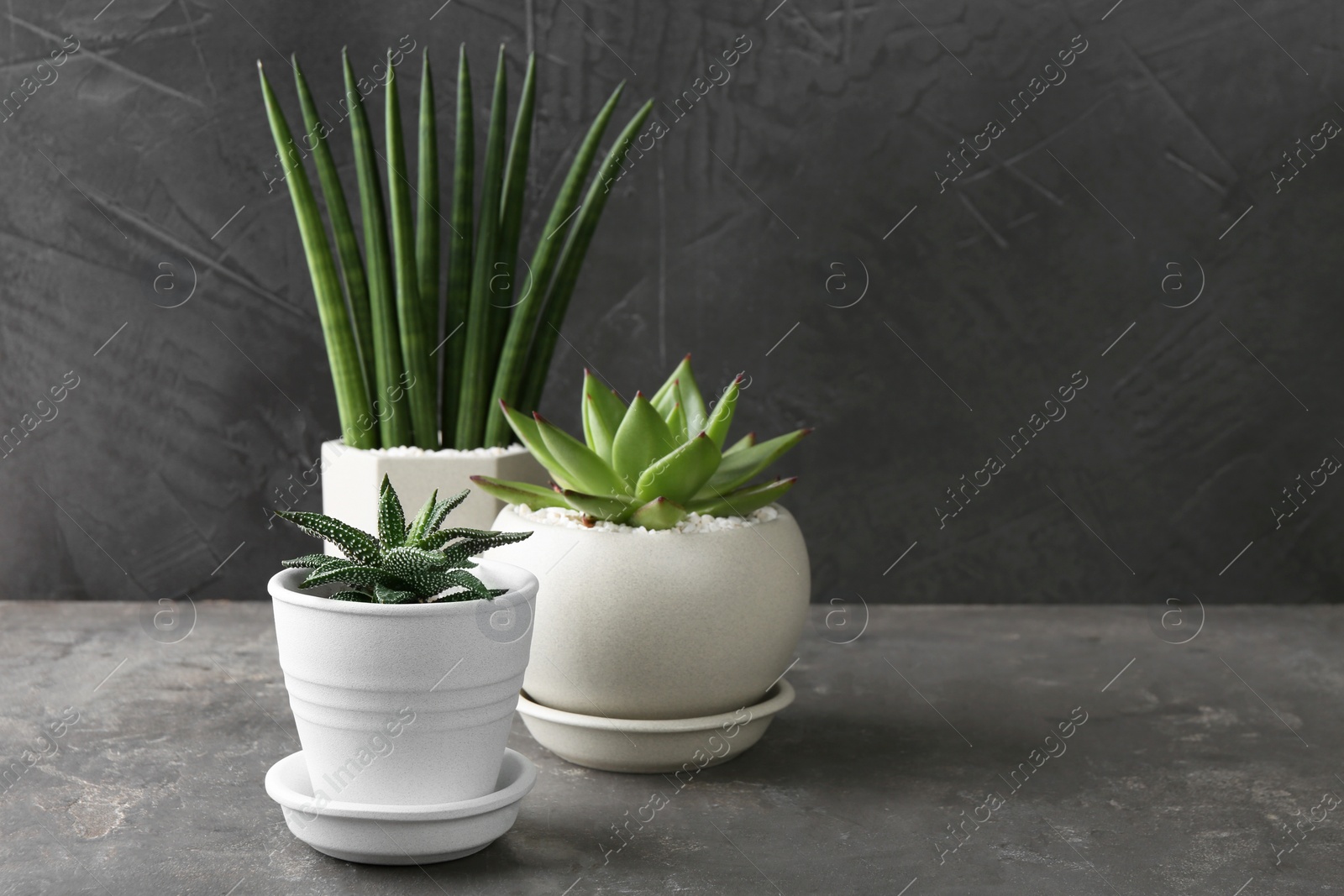 Photo of Beautiful succulent plants in pots on light gray textured table, space for text
