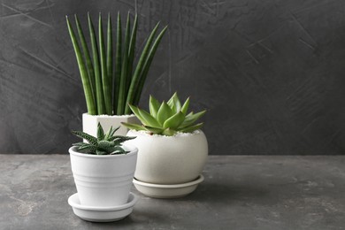 Photo of Beautiful succulent plants in pots on light gray textured table, space for text