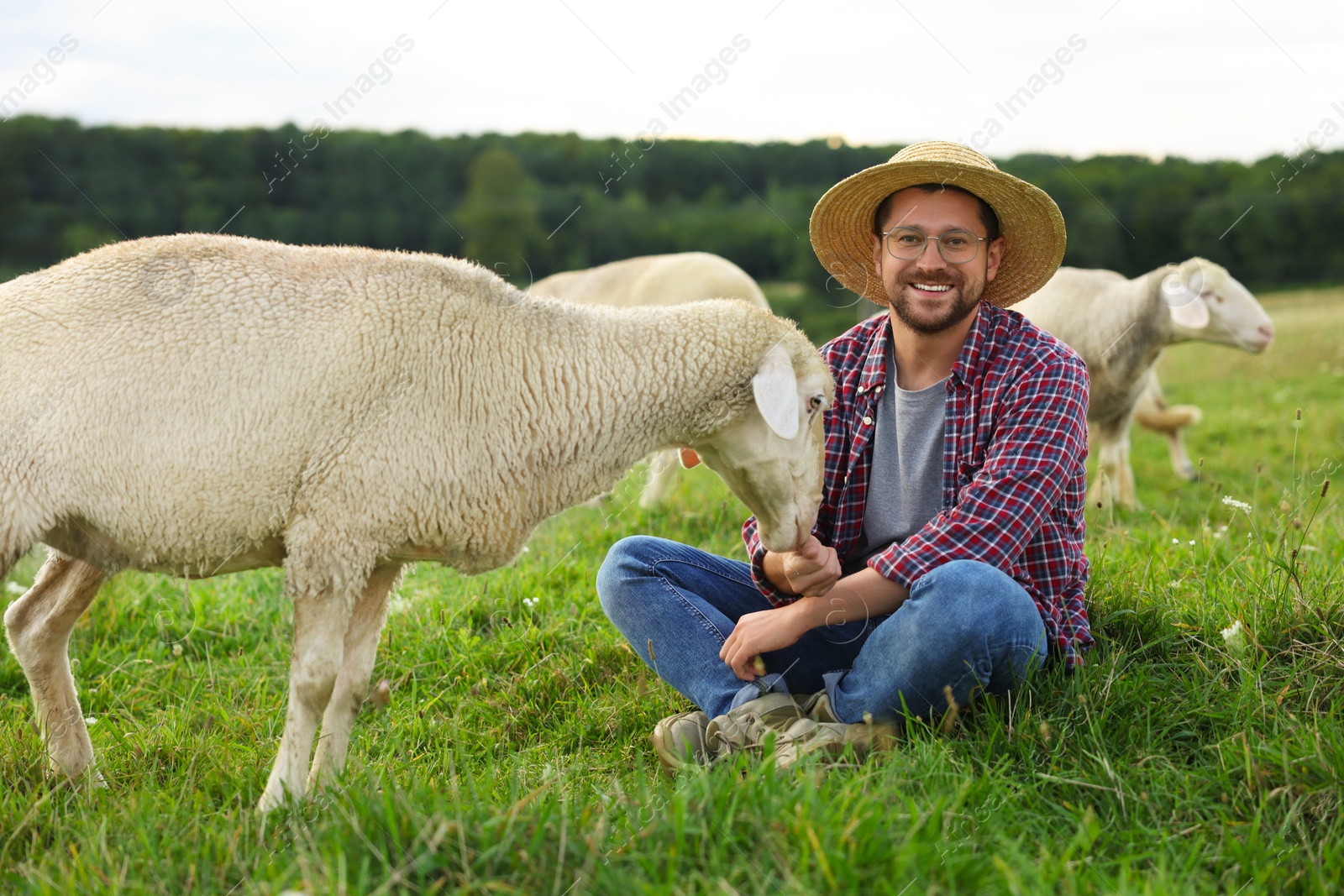 Photo of Smiling man feeding sheep on pasture at farm