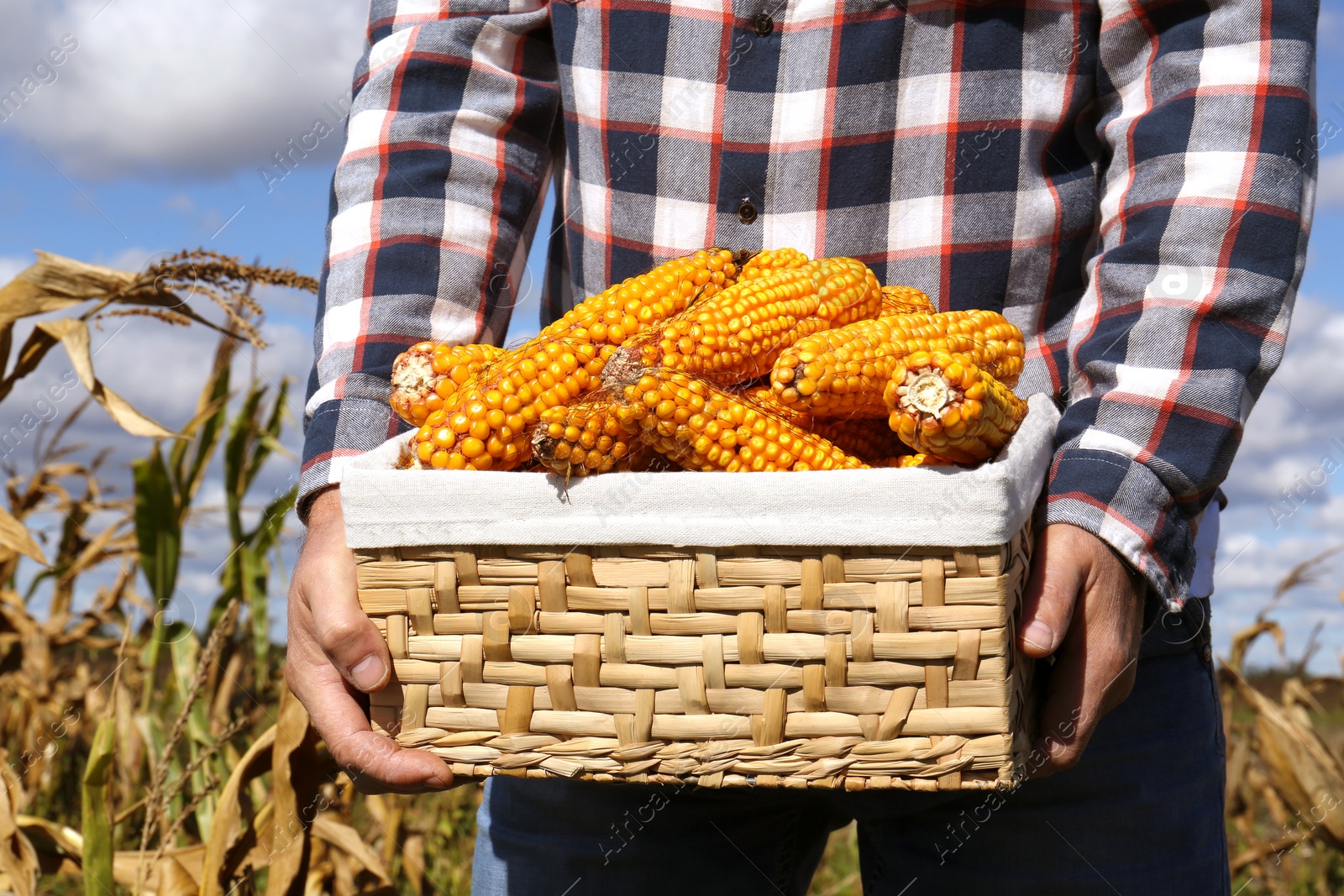 Photo of Man holding wicker basket with delicious ripe corn cobs in field, closeup