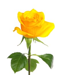 Photo of One beautiful yellow rose isolated on white