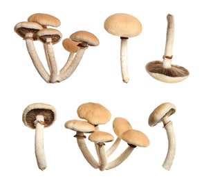 Image of Set of fresh pioppini mushrooms on white background