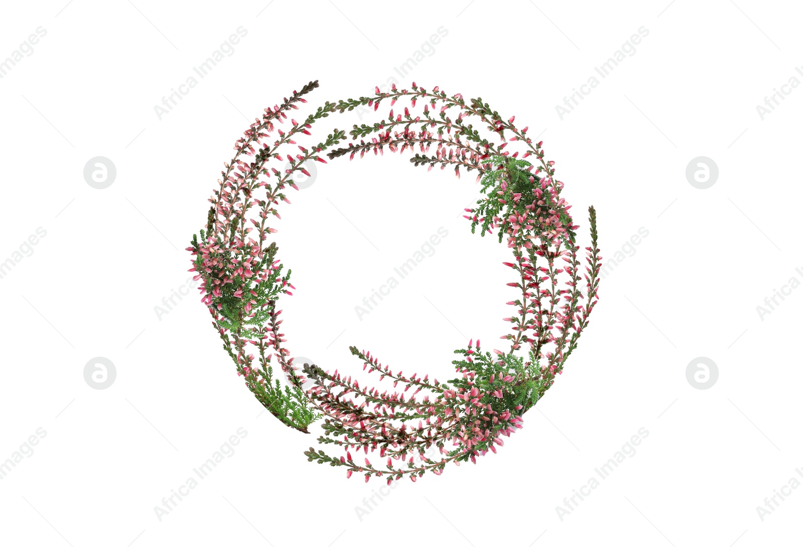 Image of Frame of heather branches with beautiful flowers on white background, top view. Space for text