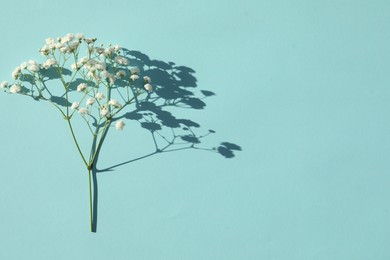 Photo of Beautiful gypsophila twig on turquoise background, top view. Space for text