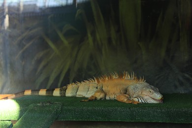 Photo of Beautiful Jamaican iguana inside of terrarium in zoo