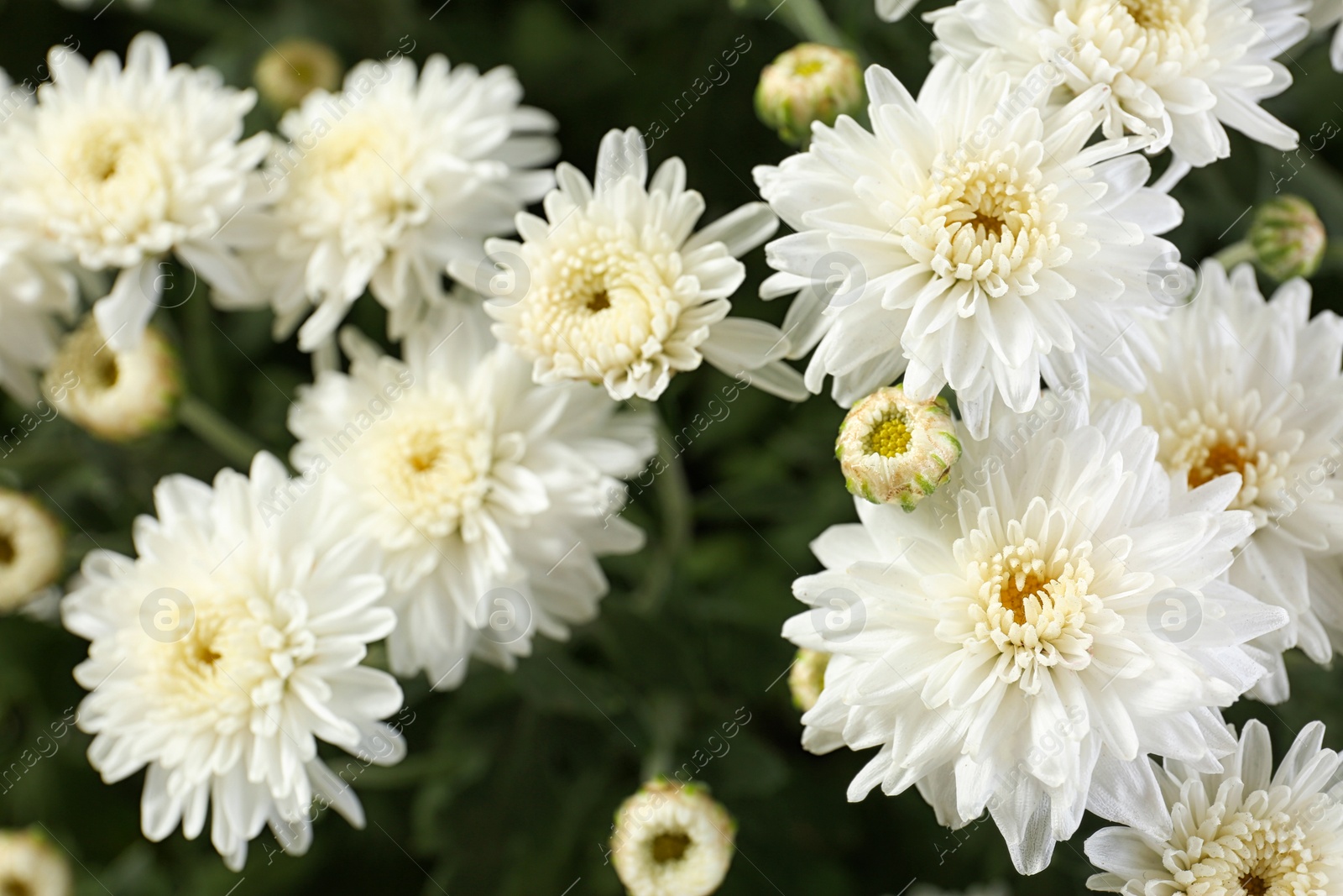 Photo of Beautiful white chrysanthemum flowers with leaves, closeup