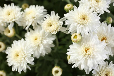 Beautiful white chrysanthemum flowers with leaves, closeup