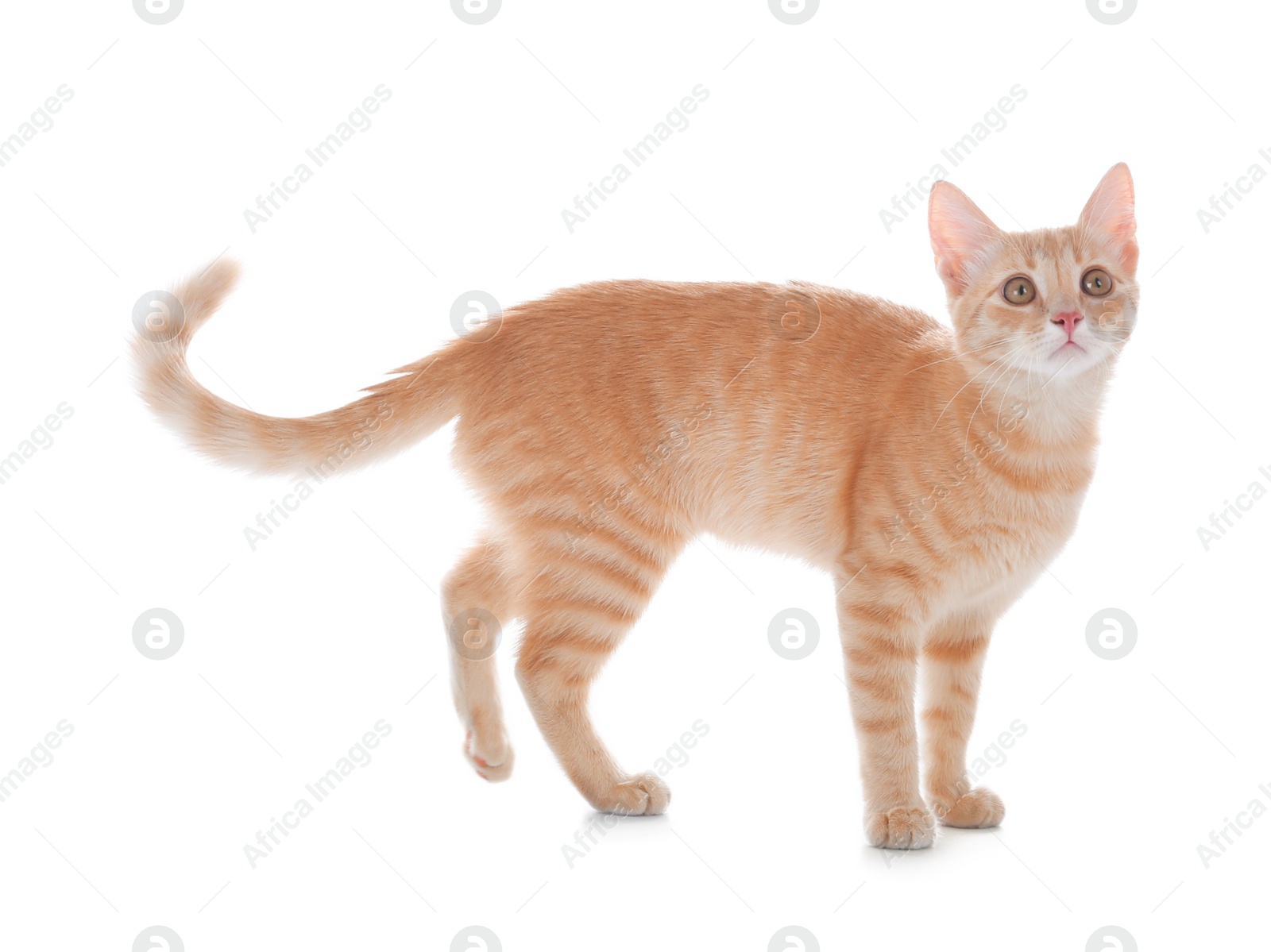 Photo of Adorable yellow tabby cat on white background