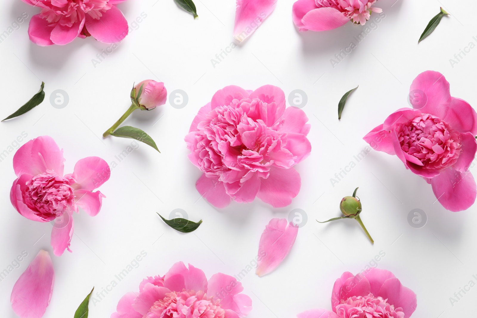 Photo of Beautiful peony flowers on white background, top view