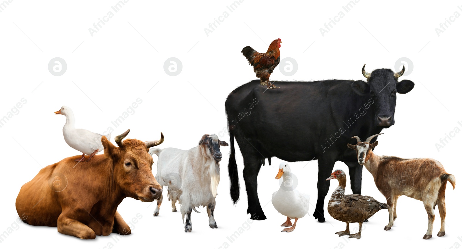 Image of Group of different farm animals on white background