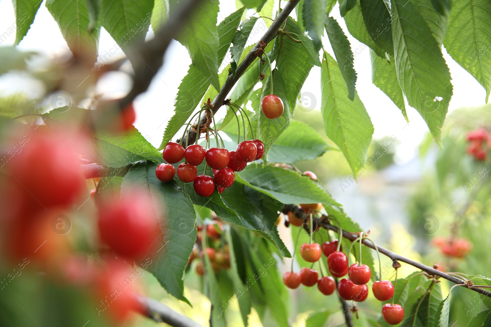 Photo of Cherry tree with green leaves and ripe berries growing outdoors