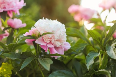 Photo of Blooming peony plant with beautiful pink flower outdoors, closeup