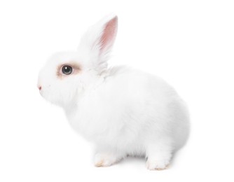 Photo of Fluffy rabbit on white background. Cute pet