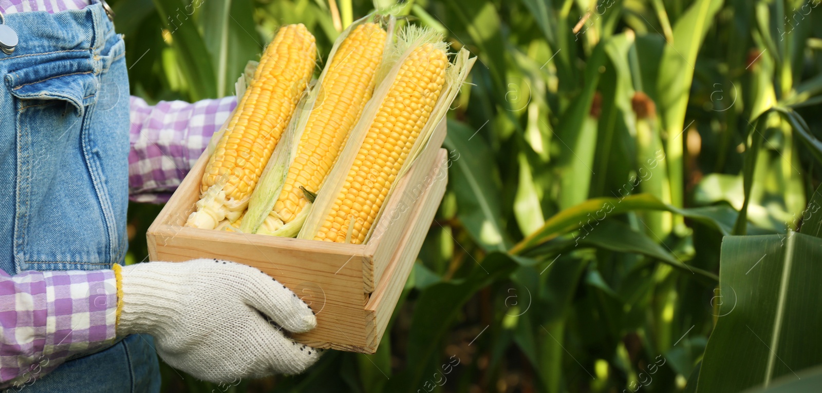 Image of Woman with wooden crate of fresh ripe corn in field, closeup and space for text. Banner design