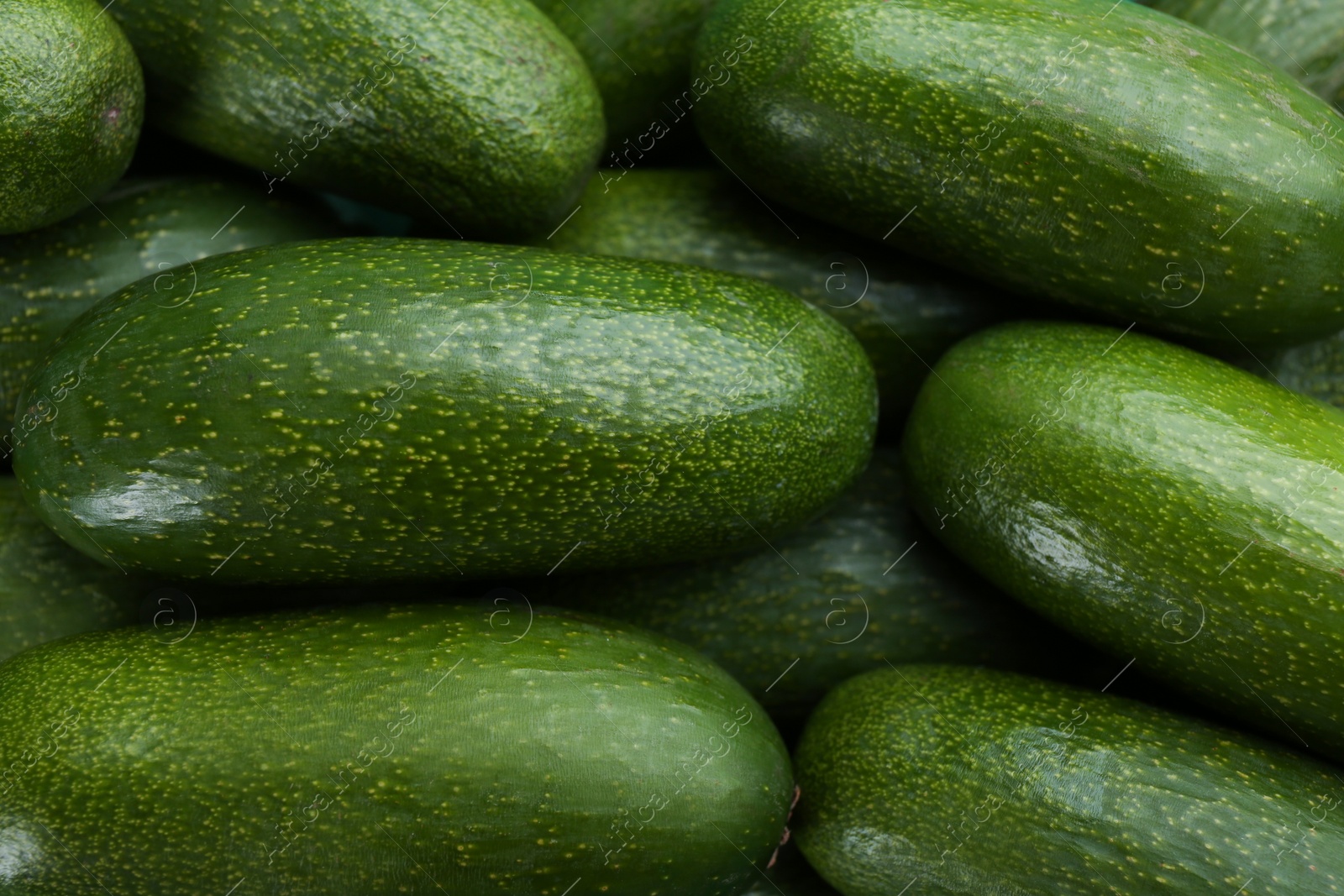 Photo of Fresh whole seedless avocados as background, closeup