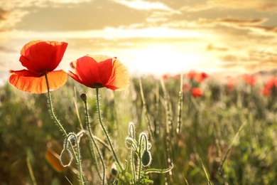 Photo of Beautiful blooming poppy flowers in field at sunset. Space for text