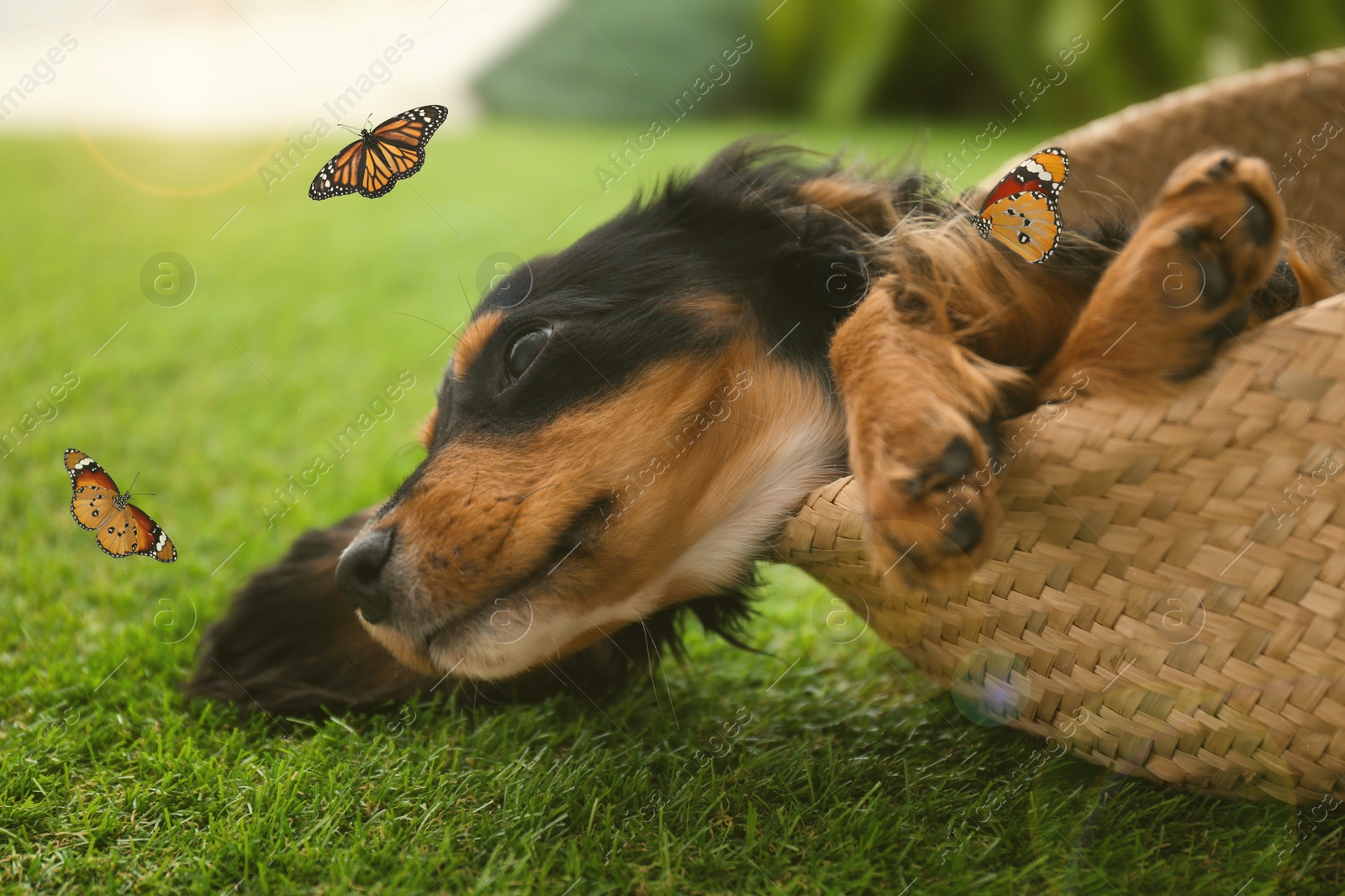 Image of Cute dog playing with butterflies on grass outdoors. Friendly pet