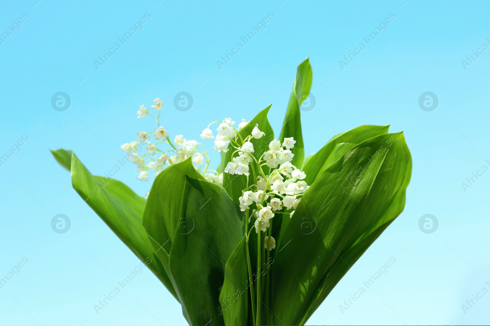 Photo of Beautiful lily of the valley flowers on light blue background, closeup