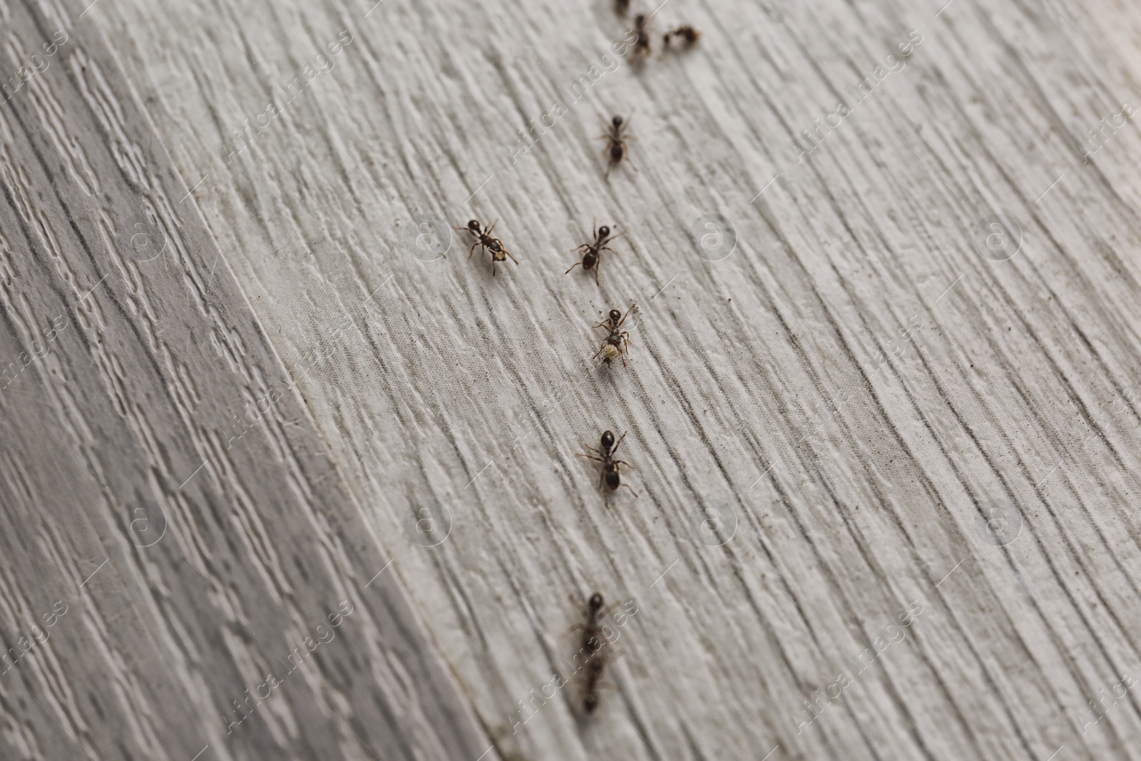 Photo of Many black ants on floor at home. Pest control