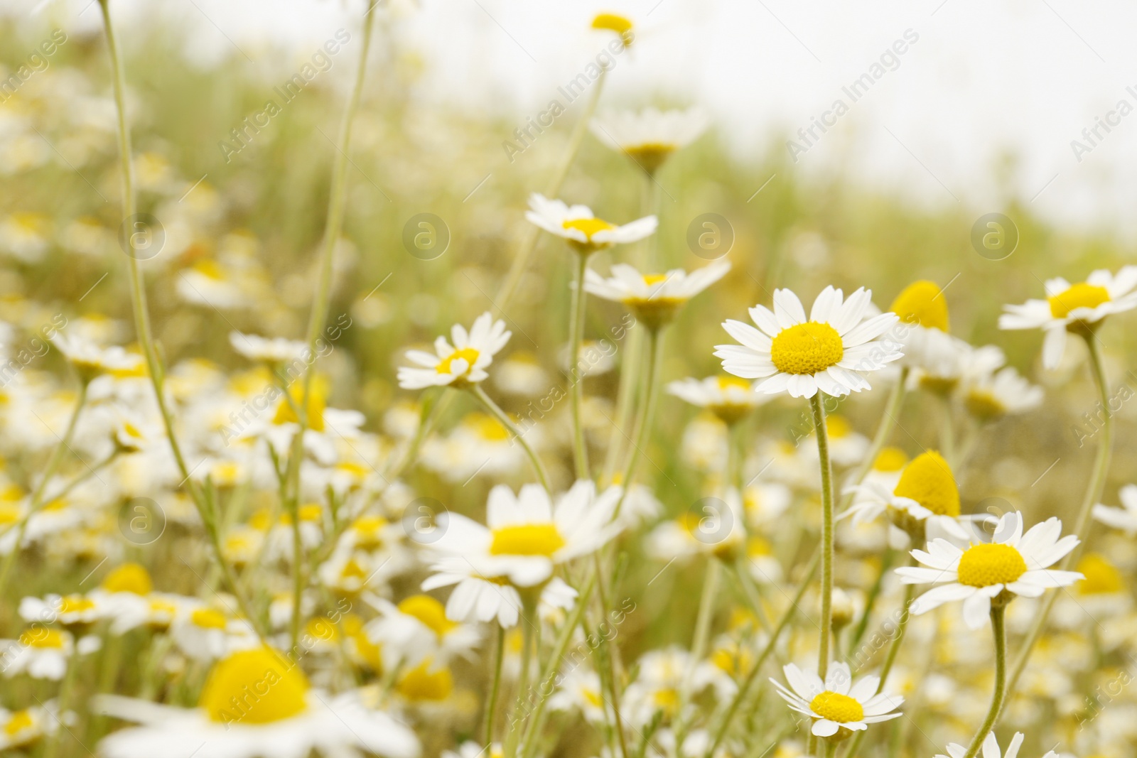 Photo of Beautiful chamomile flowers growing in field, closeup