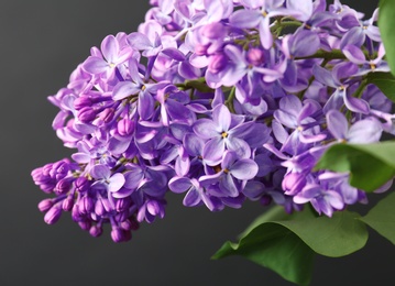 Beautiful blossoming lilac on dark background. Spring flowers